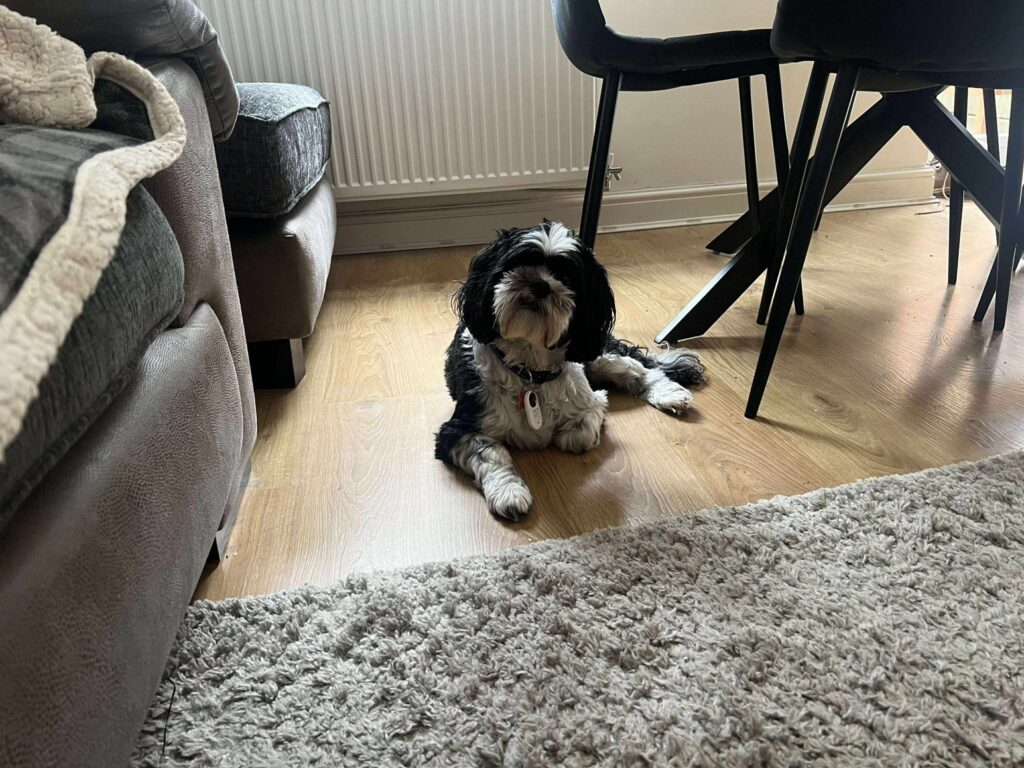 Dog Boarding in Market Harborough