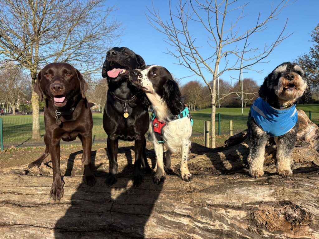 590355697_1371132691466540_5221421103157798440_n