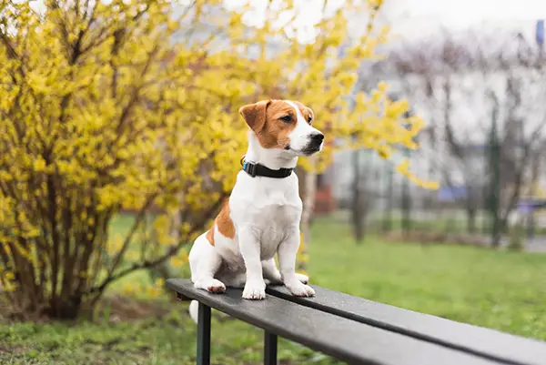 doggie day care Market Harborough