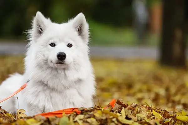 doggie day care Market Harborough